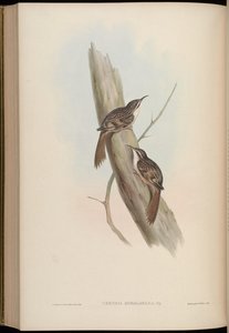 Certhia himalayana af John Gould